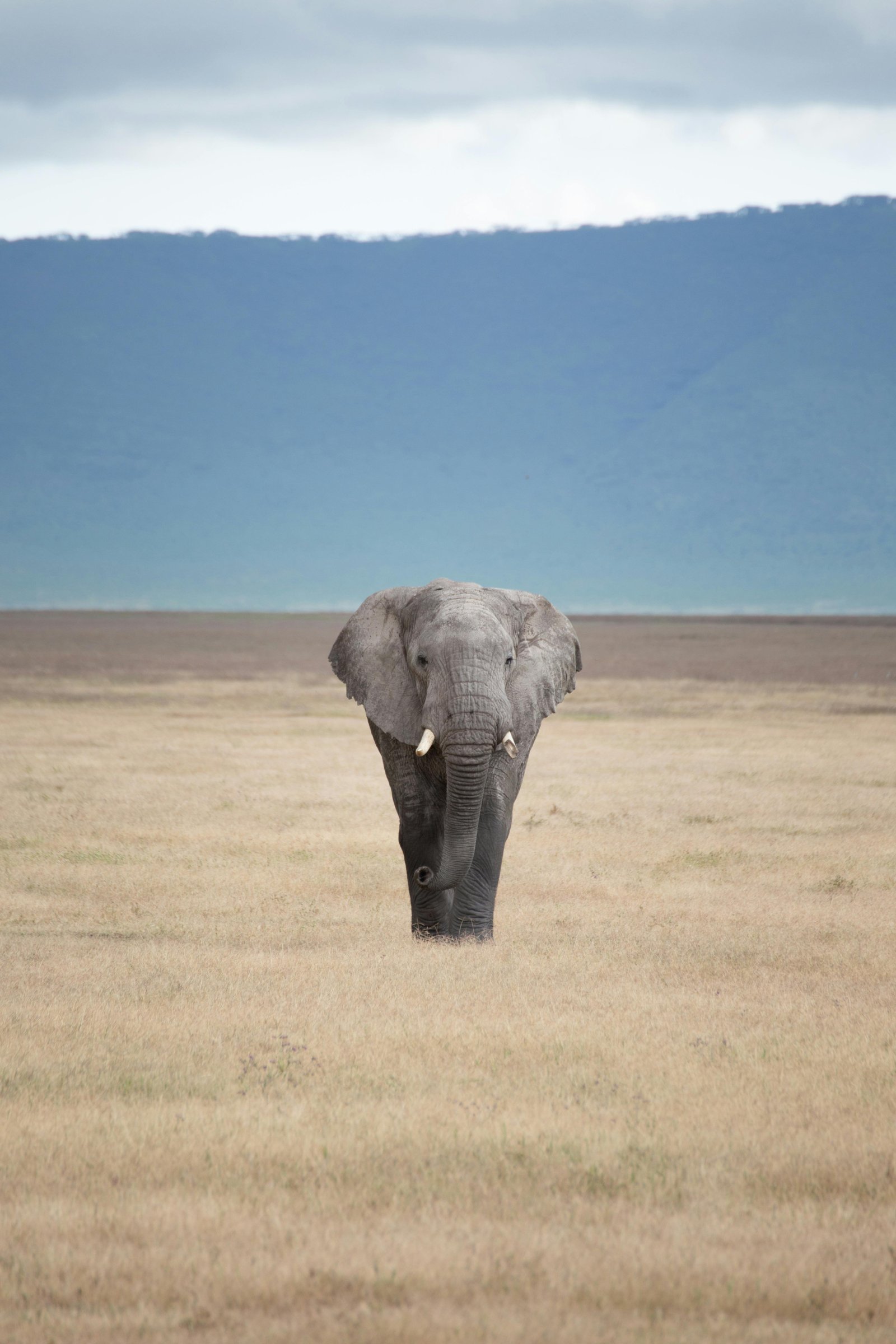 Wildlife Documentaryy