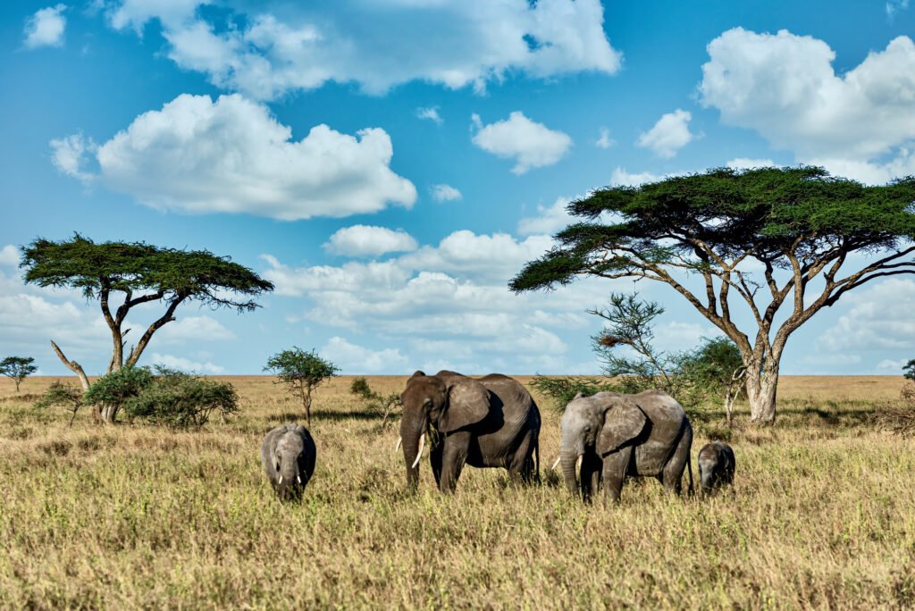 African Safari Landscape