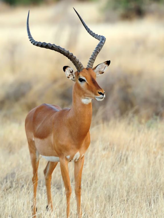 Katavi National Park Wilderness Experience