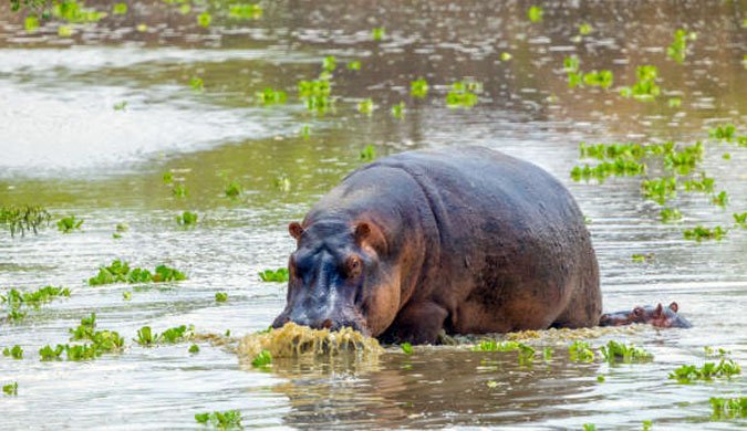 Conservation Efforts