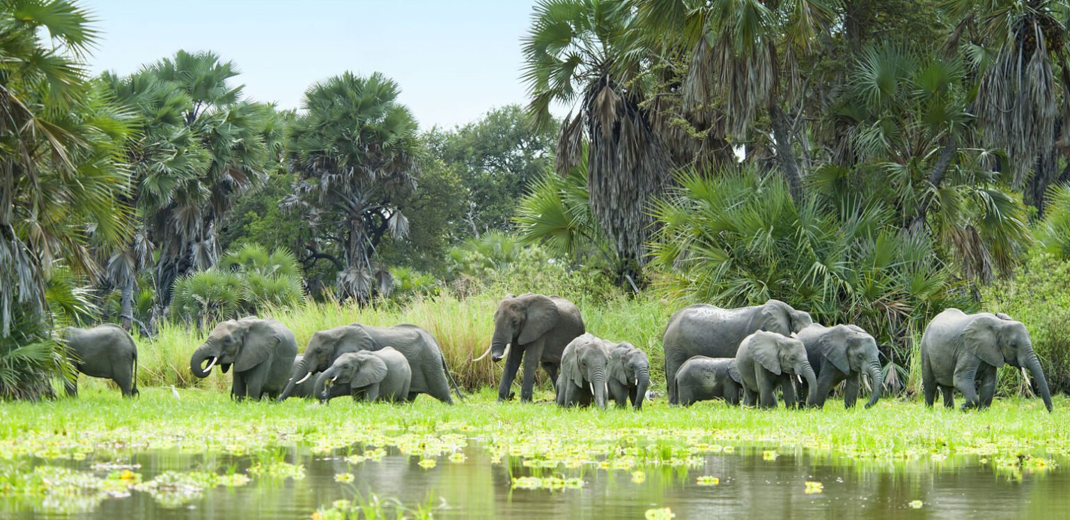 Nyerere National Park Wildlife