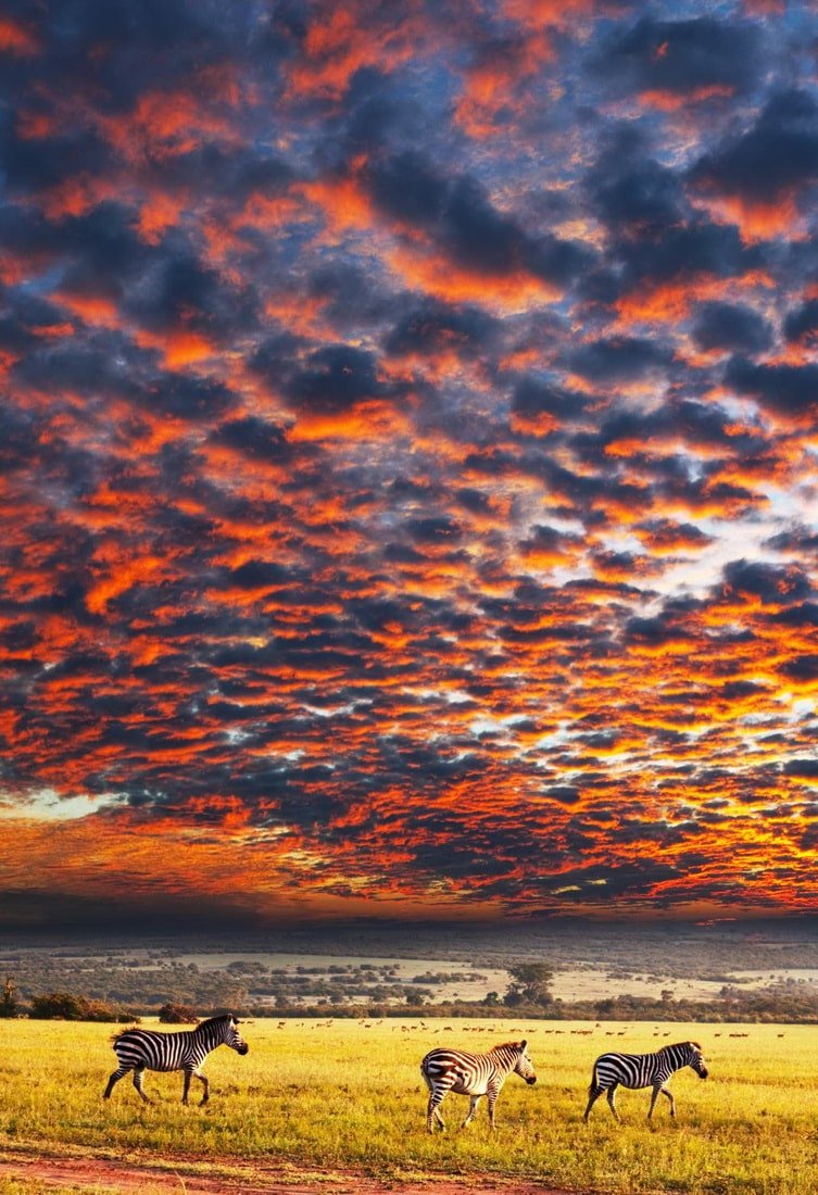 Serengeti National Park Classic Safari