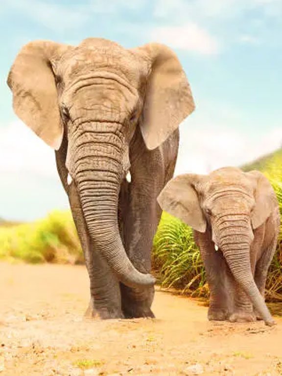 Ruaha National Park Expedition