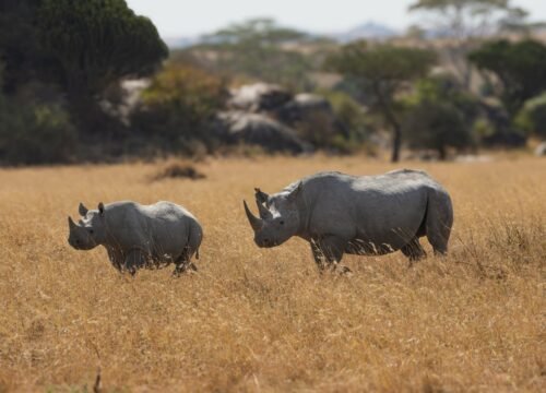 8 Reasons to Visit Serengeti National Park