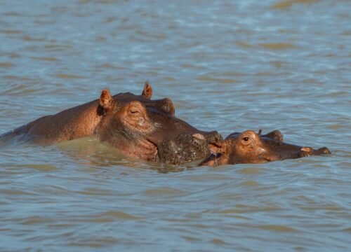 Manyara National Park Day Tour