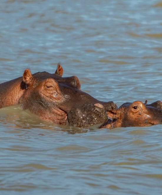 Manyara National Park Day Tour