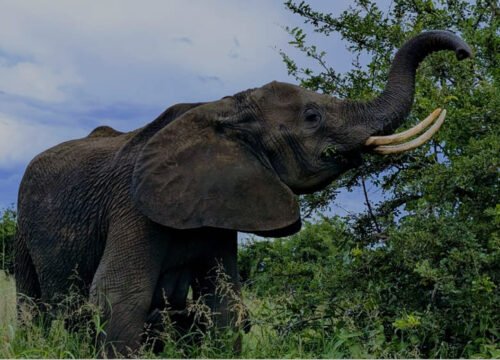 Tarangire National Park Day Tour