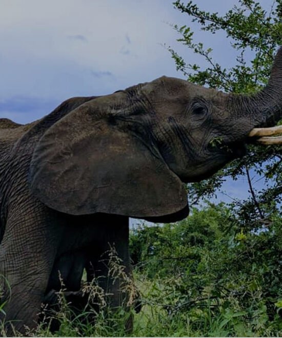Tarangire National Park Day Tour