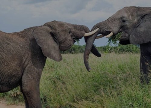 Arusha National Park Day Tour