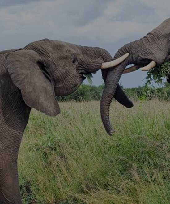 Arusha National Park Day Tour