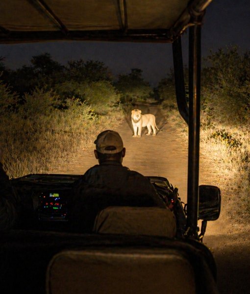 Night Drive Safaris