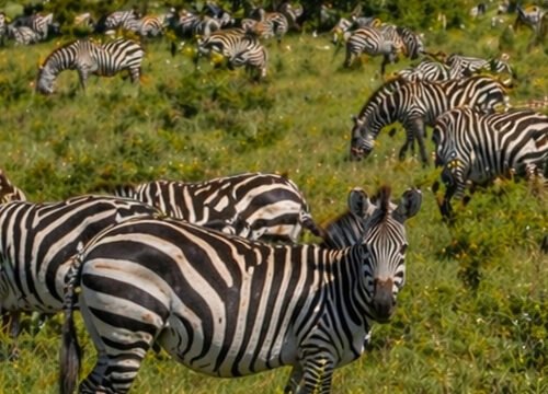 Manyara National Park Day Tour