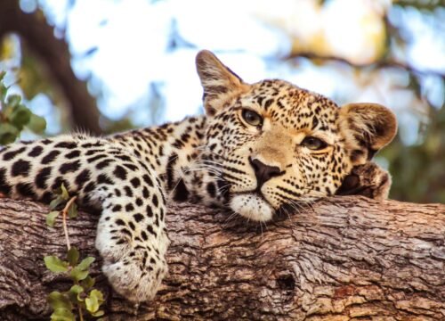 Serengeti National Park Day Tour