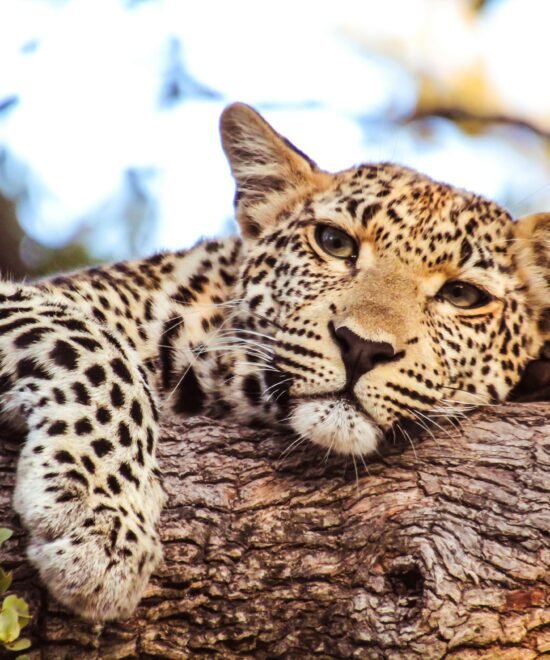 Serengeti National Park Day Tour